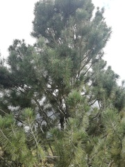 Pinus cembroides lagunae