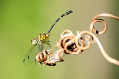 Nannophlebia eludens