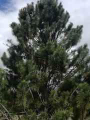 Pinus cembroides lagunae