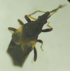 Temnostethus gracilis