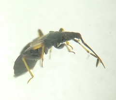 Temnostethus gracilis