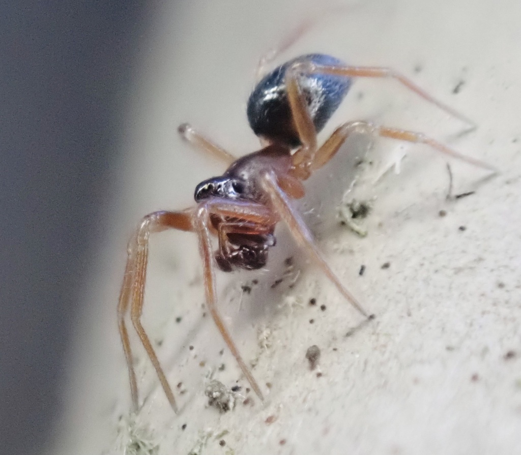 Origanates rostratus
