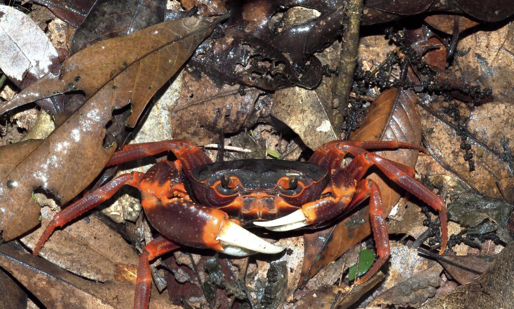 Neotiwaripotamon whiteheadi