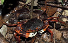 Neotiwaripotamon whiteheadi