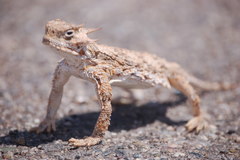 Phrynosoma goodei