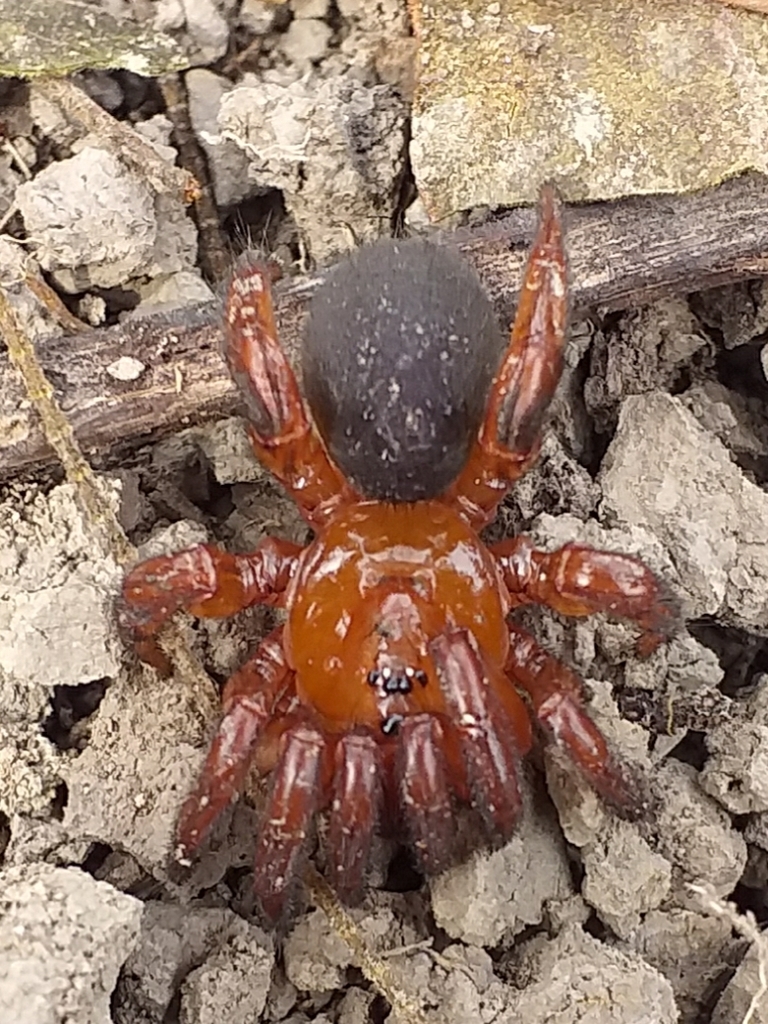 Idiops cambridgei