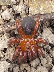 Idiops cambridgei