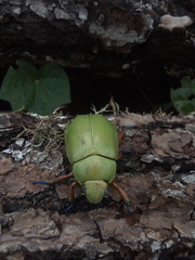 Chrysina macropus