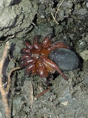 Idiops cambridgei