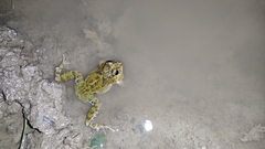 Pleurodema cinereum