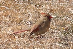 Cardinalis cardinalis cardinalis