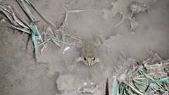 Pleurodema cinereum