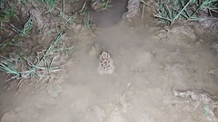 Pleurodema cinereum