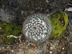 Mammillaria petrophila petrophila