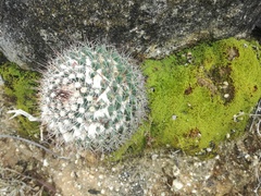 Mammillaria petrophila petrophila