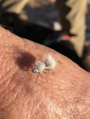 Dasymutilla pseudopappus