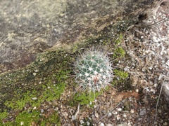 Mammillaria petrophila petrophila