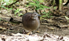 Crypturellus undulatus