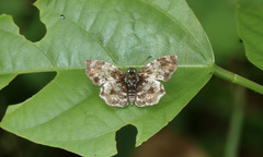 Diaeus variegata