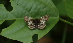 Diaeus variegata