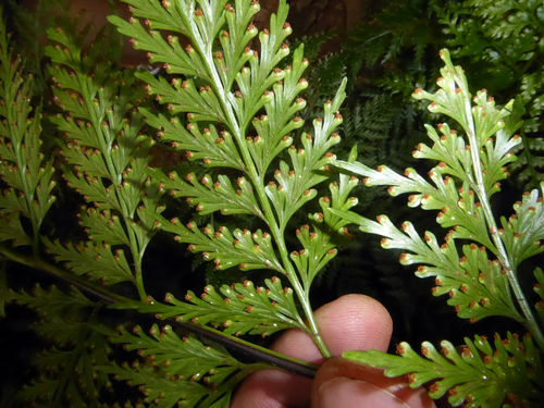 Asplenium gibberosum observed 2017-09-28