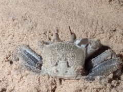 Ocypode ceratophthalmus image
