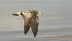 Larus atlanticus
