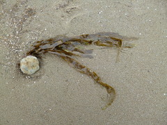 Dictyota kunthii