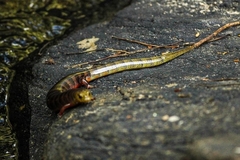 Diploglossus lessonae