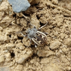 Pilobalia