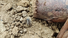 Pilobalia