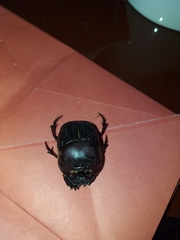 Coprophanaeus telamon