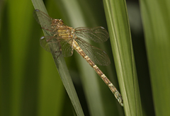 Hemigomphus comitatus