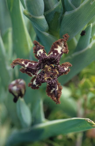 Ferraria crispa