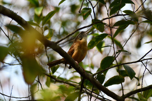 Troglodytidae image