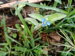 Commelinaceae