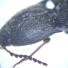 Ampedus impolitus