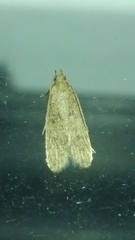 Glyphidocera