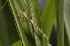 Hemigomphus comitatus