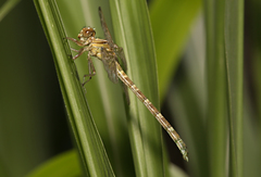 Hemigomphus comitatus