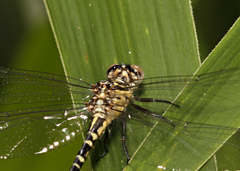 Hemigomphus comitatus
