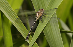 Hemigomphus comitatus