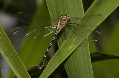 Hemigomphus comitatus