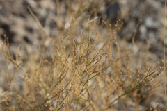 Fagonia laevis