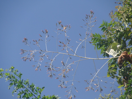 Onoseris onoseroides, photograph 5