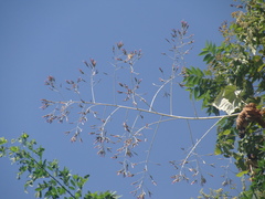 Onoseris onoseroides, photograph (c) Alexis López Hernández, some rights reserved (CC BY)