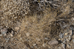 Fagonia laevis