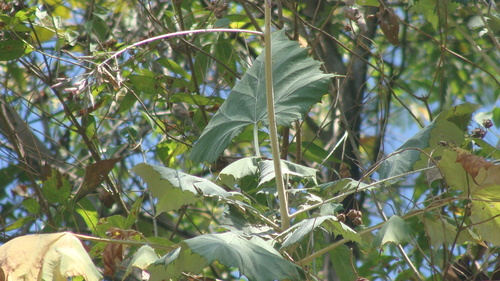 Onoseris onoseroides, photograph 6