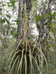Tillandsia carlos-hankii