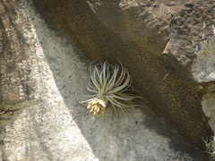 Tillandsia mauryana